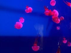 -西安曲江海洋极地公园