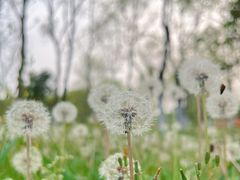 -大蜀山国家森林公园