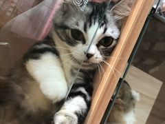 -房东的猫宠物生活馆