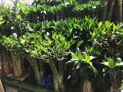 -朝来春花卉市场-东停车场