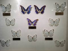 -上海昆虫博物馆