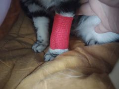 -瑞派福兴宠物医院犬猫全科·骨科·中西医结合(河东店)