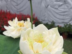 -陈家山荷花公园