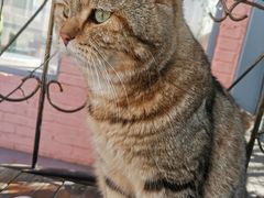 -喵屿·大理花园猫咖