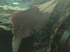 -悉尼海洋生物水族馆