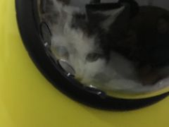 -纳吉亚猫专科动物诊疗中心(蒋宅口分院)