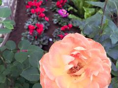 兰花展5/9-沈阳植物园