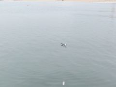 -海驴岛(荣成市)