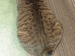 -御宝贝·A梦猫科宠物医院(国际猫友好医院)