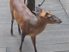 -普洱太阳河森林公园