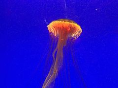 -上海海洋水族馆