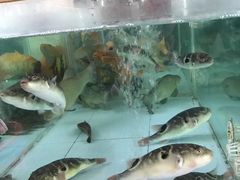-百鱼庄(仙葫店)