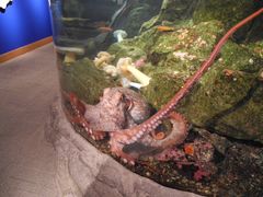 -西雅图水族馆