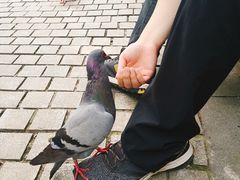 -合肥滨湖国家森林公园