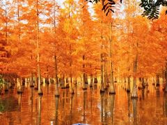 -白鹭湾湿地公园