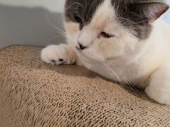 -Cappucimeow猫咪咖啡馆(韦伯时代店)