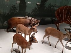 -贝林大翅鲸简餐厅(国家海洋博物馆店)