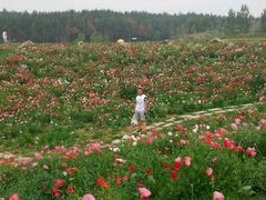 -北纬44度·金珠花海休闲农业旅游景区