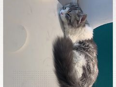 -飞行喵MR PILOT|猫舍·猫咖(静安大融城店)