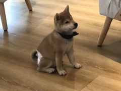 -柴犬小屋·柴餐厅·狗咖食堂(金鼎广场店)