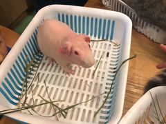 -藦茜花园宠物主题亲子互动体验馆(国顺东路店)
