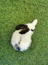 -萌宠亲子动物乐园(槐房万达店)