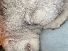 -瑞派申生动物医院·24H夜诊·国际动物医疗中心·骨外科(吴中路店)