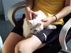 -喜多萌中农锦绣动物医院24H·猫科·牙科MRI·CT