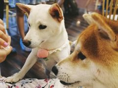 -豆柴町-柴犬主题狗咖(红鼎国际C座店)