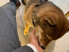 -柴务处·柴犬主题狗咖