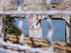 -阿尔卡特拉斯岛