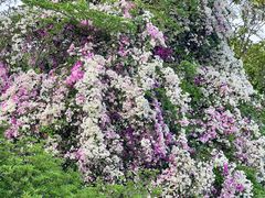 -深圳国际园林花卉博览园