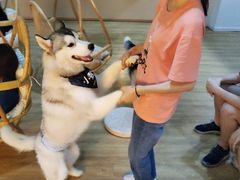 -Husky Go! 哈士奇体验馆·宠物咖啡厅狗咖