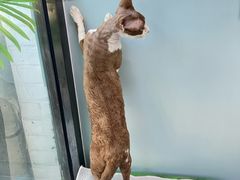 -纳吉亚猫专科动物医院·北北分院