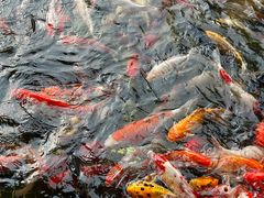 景观位-番禺宾馆丽苑厅