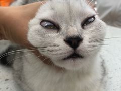 -瑞鹏宠物医院·微创内窥镜·骨外科·牙科(翠竹分院)