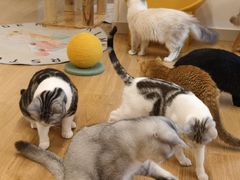 -有喵·猫咖·狗咖·30几只猫10只小狗(岗厦店)