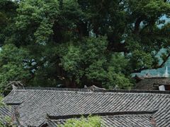 -杨家堂村
