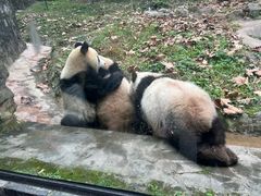 -都江堰中华大熊猫苑
