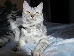 -全心全意连锁动物医院(加州店)