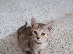 -宠物星动物医院·眼科·异宠·猫科(江南大道总院)