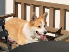 -肥朵食堂(带梦胡同店)