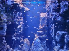 -海合安武汉极地海洋公园