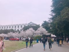 -武汉大学-樱园