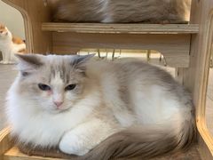-飞行喵MR PILOT|猫舍·猫咖(静安大融城店)