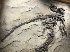 -辽宁古生物博物馆