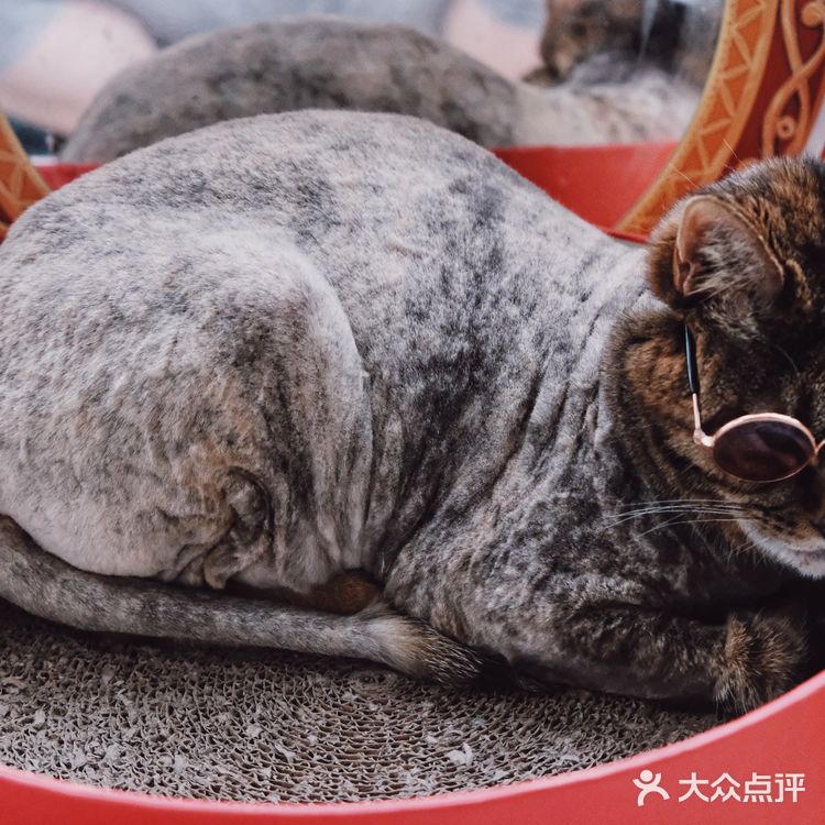 七宝附近一家玩乐美容一应俱全宠物酒店