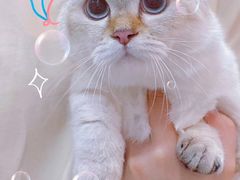 -佐罗家宠物馆·猫文化馆(紫霞路店)
