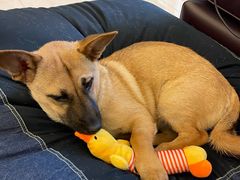 -萌兽医馆·宠物医院·猫骨科(创景店)