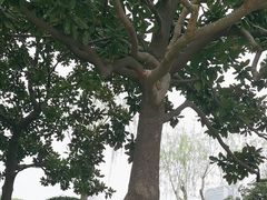 -黄兴公园
